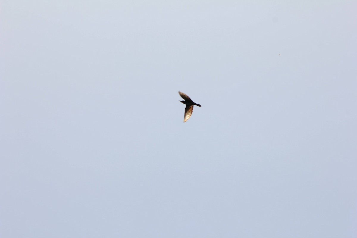 European Bee-eater - ML621369932