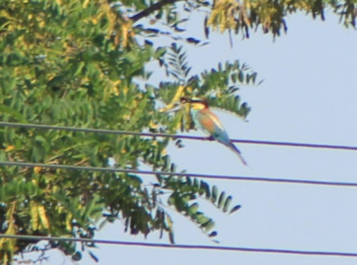 European Bee-eater - ML621369933