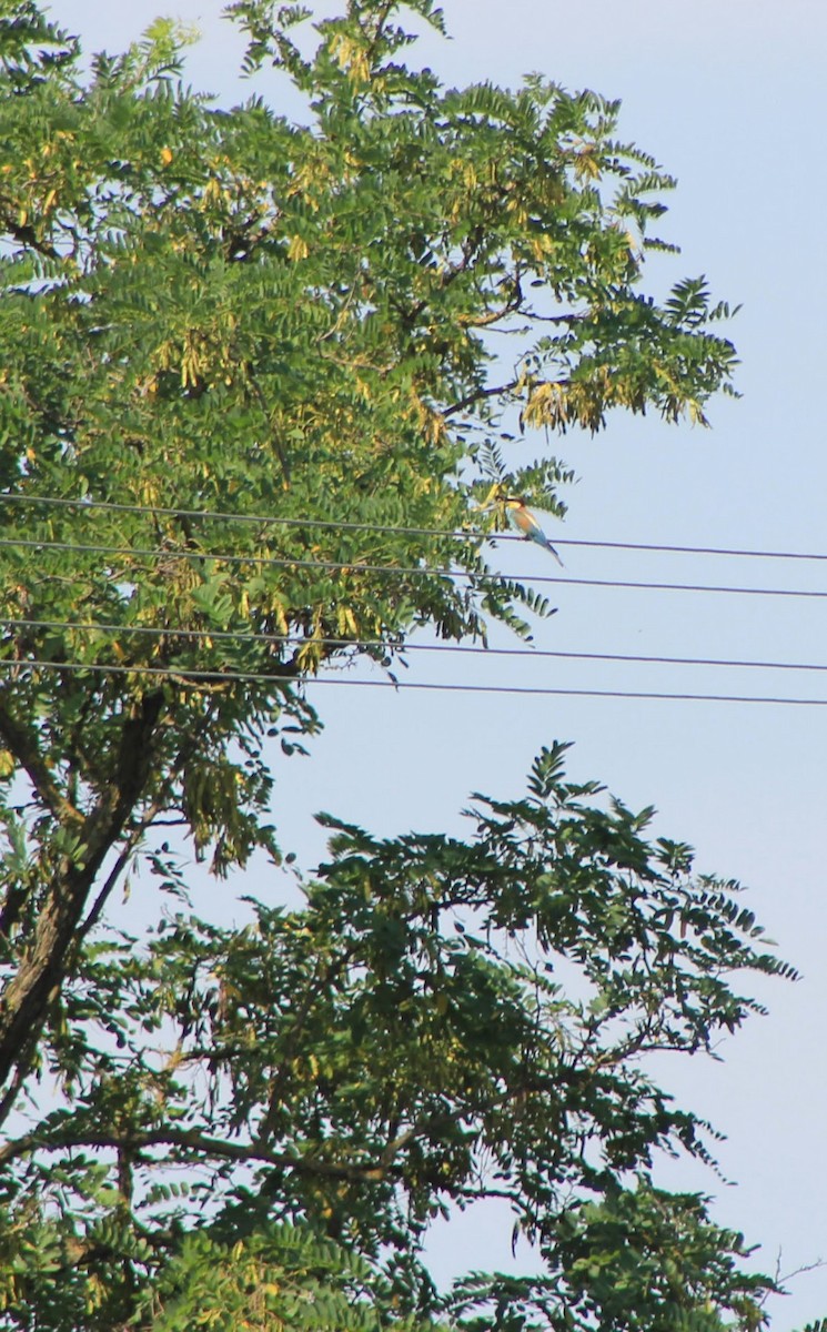 European Bee-eater - ML621369936