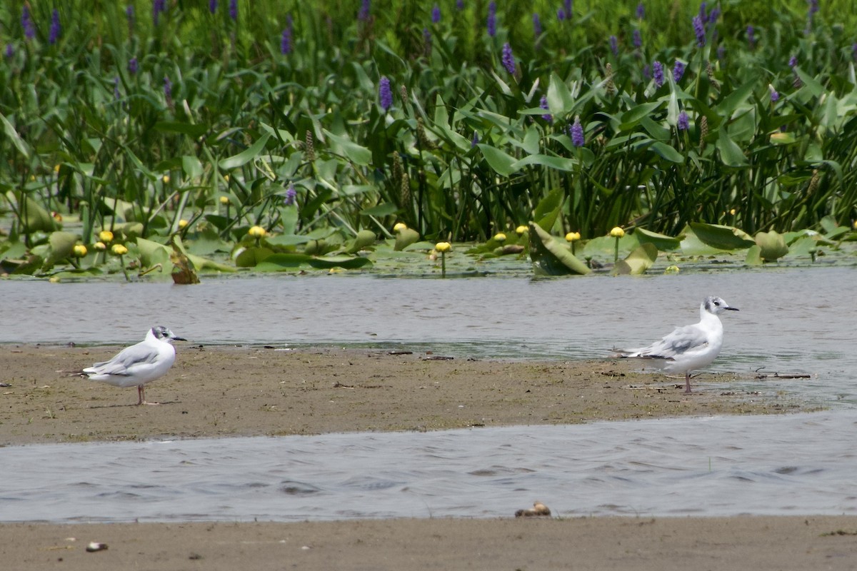 Bonaparte's Gull - ML621369961