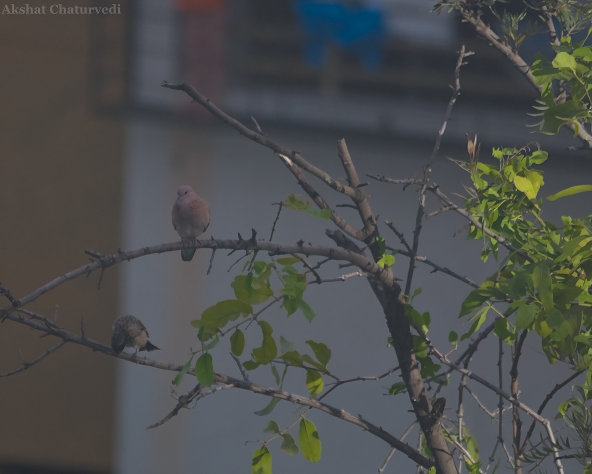 Laughing Dove - ML621369974