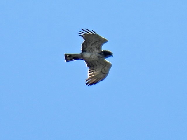 Short-toed Snake-Eagle - ML621369985