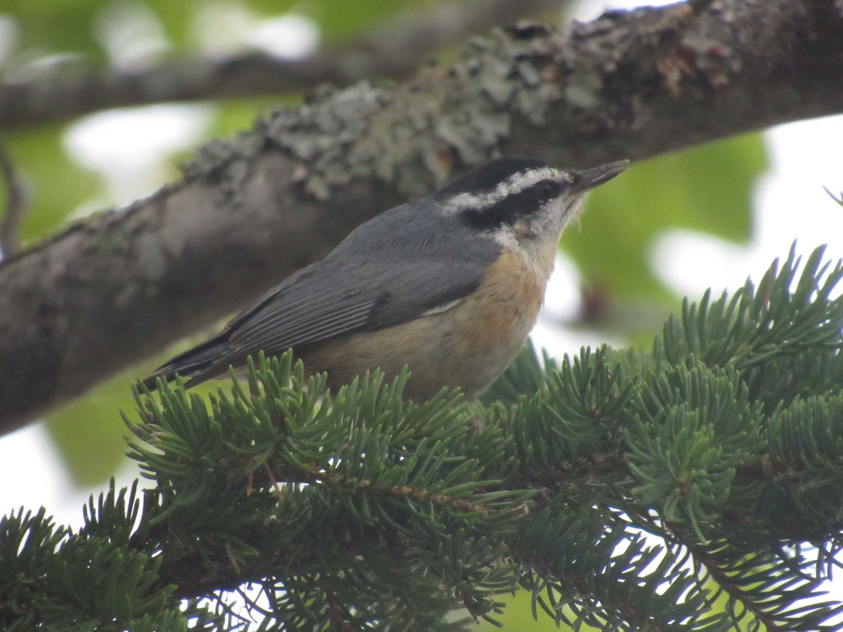 Red-breasted Nuthatch - ML621369987