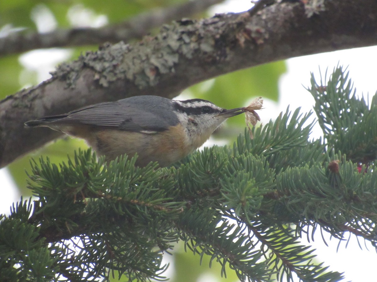 Red-breasted Nuthatch - ML621369989