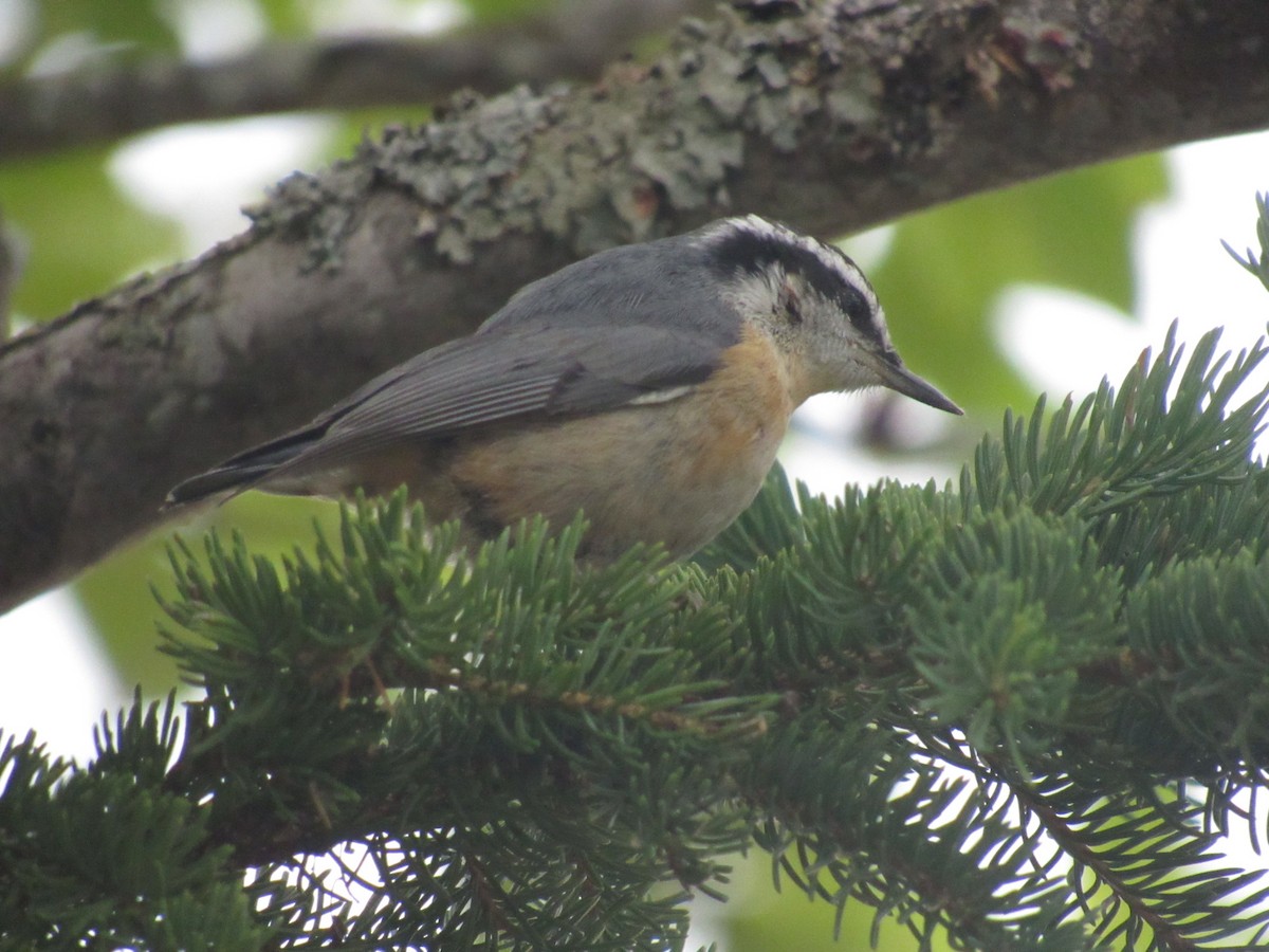 Red-breasted Nuthatch - ML621369990