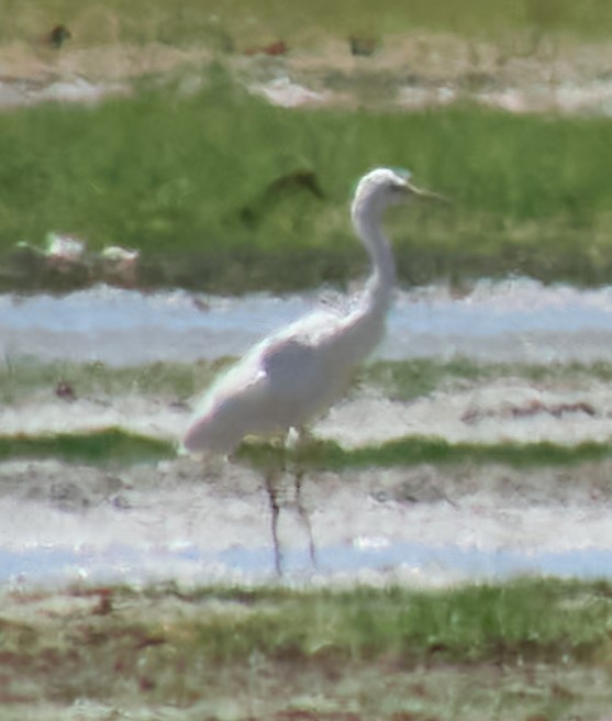 Medium Egret - ML621370013