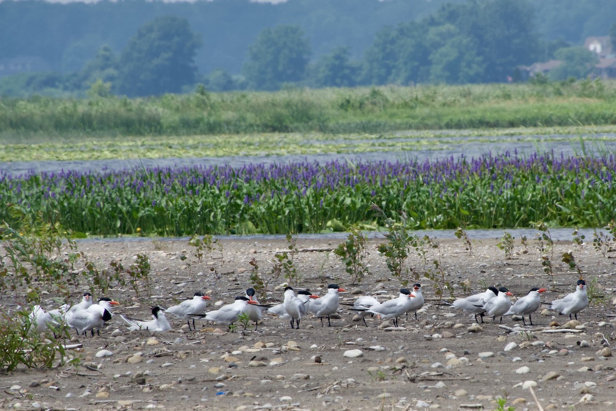 Caspian Tern - ML621370033