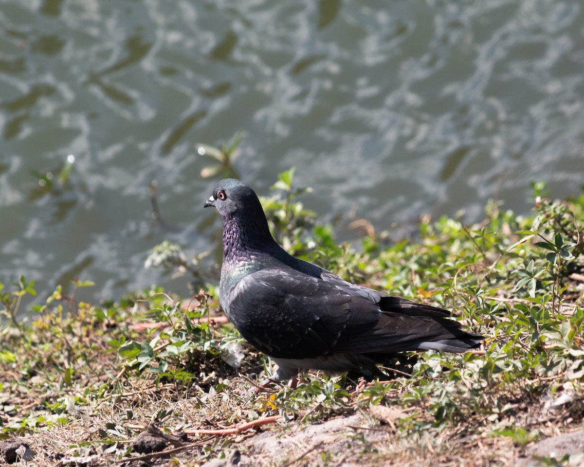 Rock Pigeon (Feral Pigeon) - ML621370089