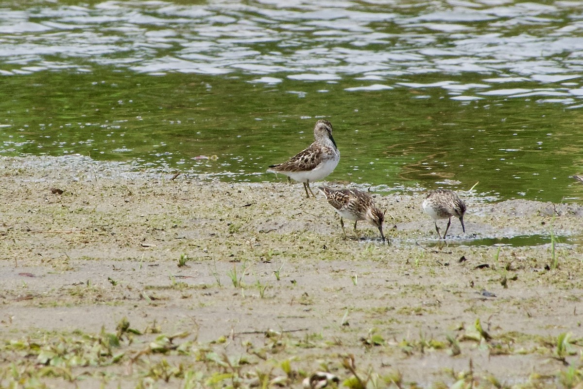 Least Sandpiper - ML621370169