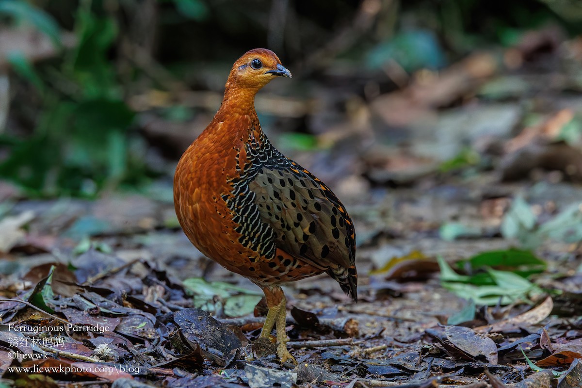 Ferruginous Partridge - liewwk Nature