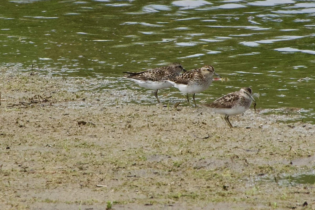 Least Sandpiper - ML621370186