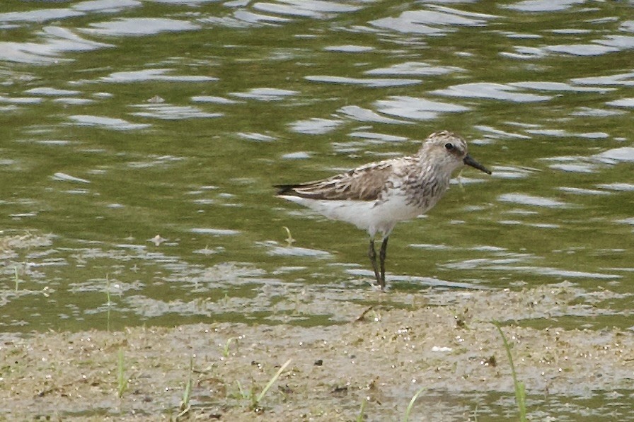 Semipalmated Sandpiper - ML621370218