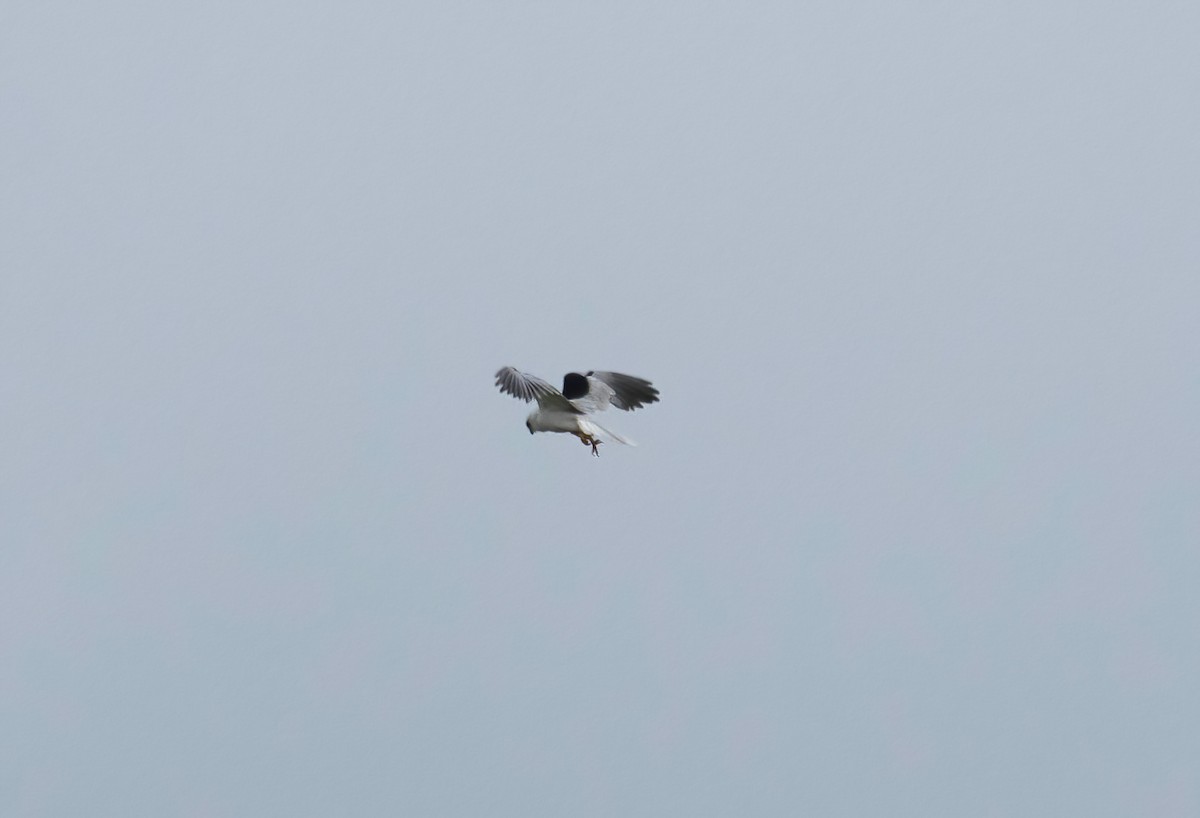 White-tailed Kite - ML621370229
