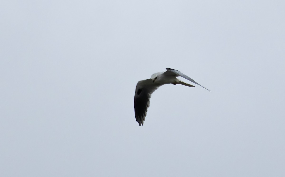 White-tailed Kite - ML621370230