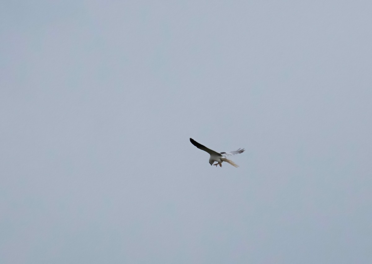 White-tailed Kite - ML621370231