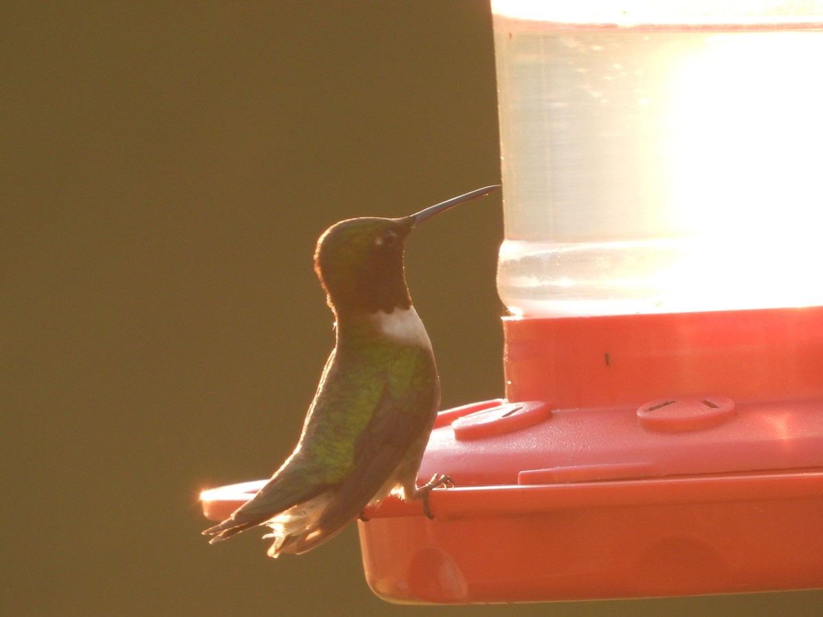 Ruby-throated Hummingbird - ML621370234