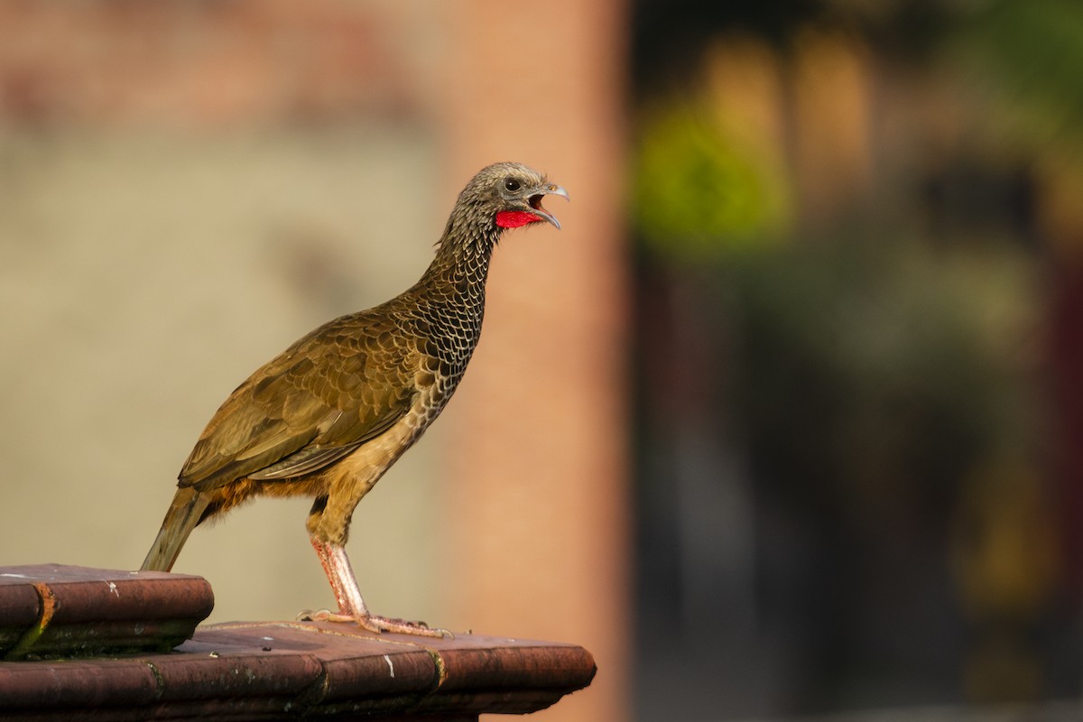 Colombian Chachalaca - ML621370256
