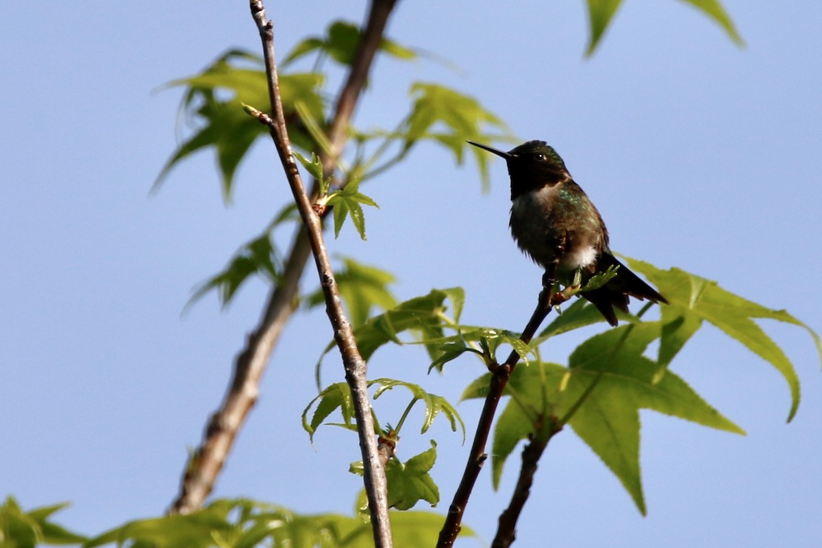 Ruby-throated Hummingbird - ML621370335