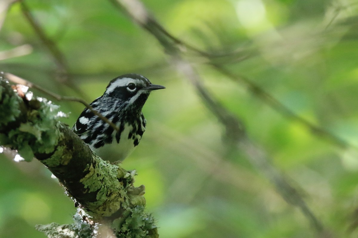 Black-and-white Warbler - ML621370347