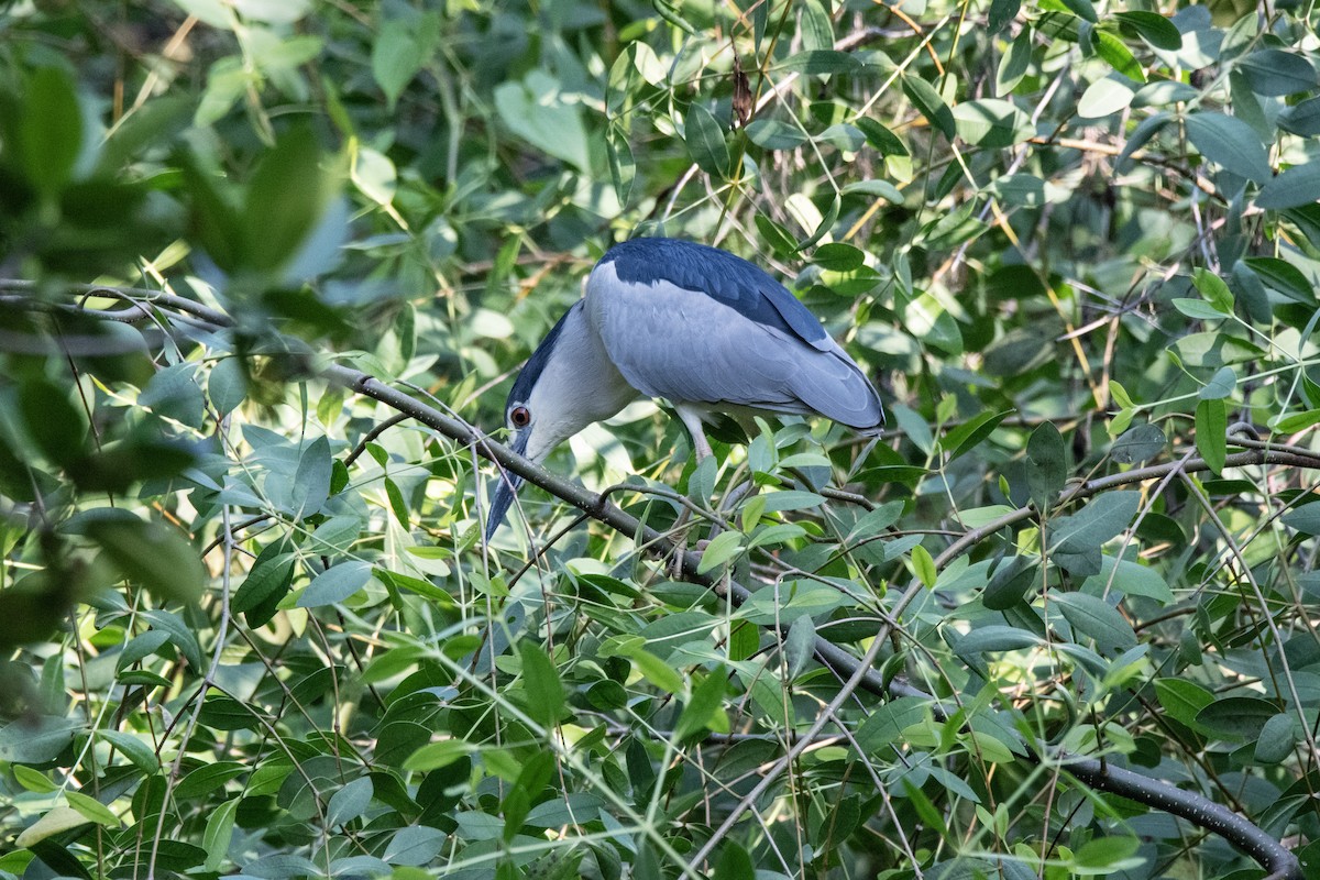 Black-crowned Night Heron - ML621370371