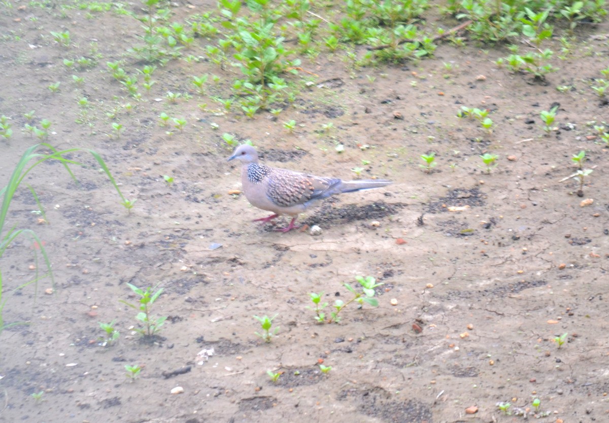 Spotted Dove - ML621370381