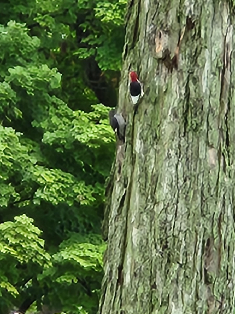Red-headed Woodpecker - ML621370404