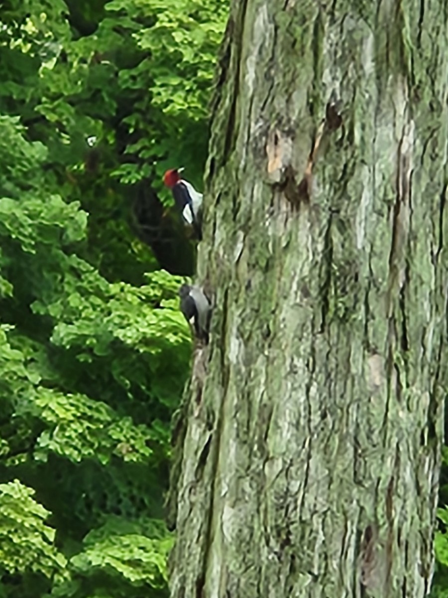 Red-headed Woodpecker - ML621370405