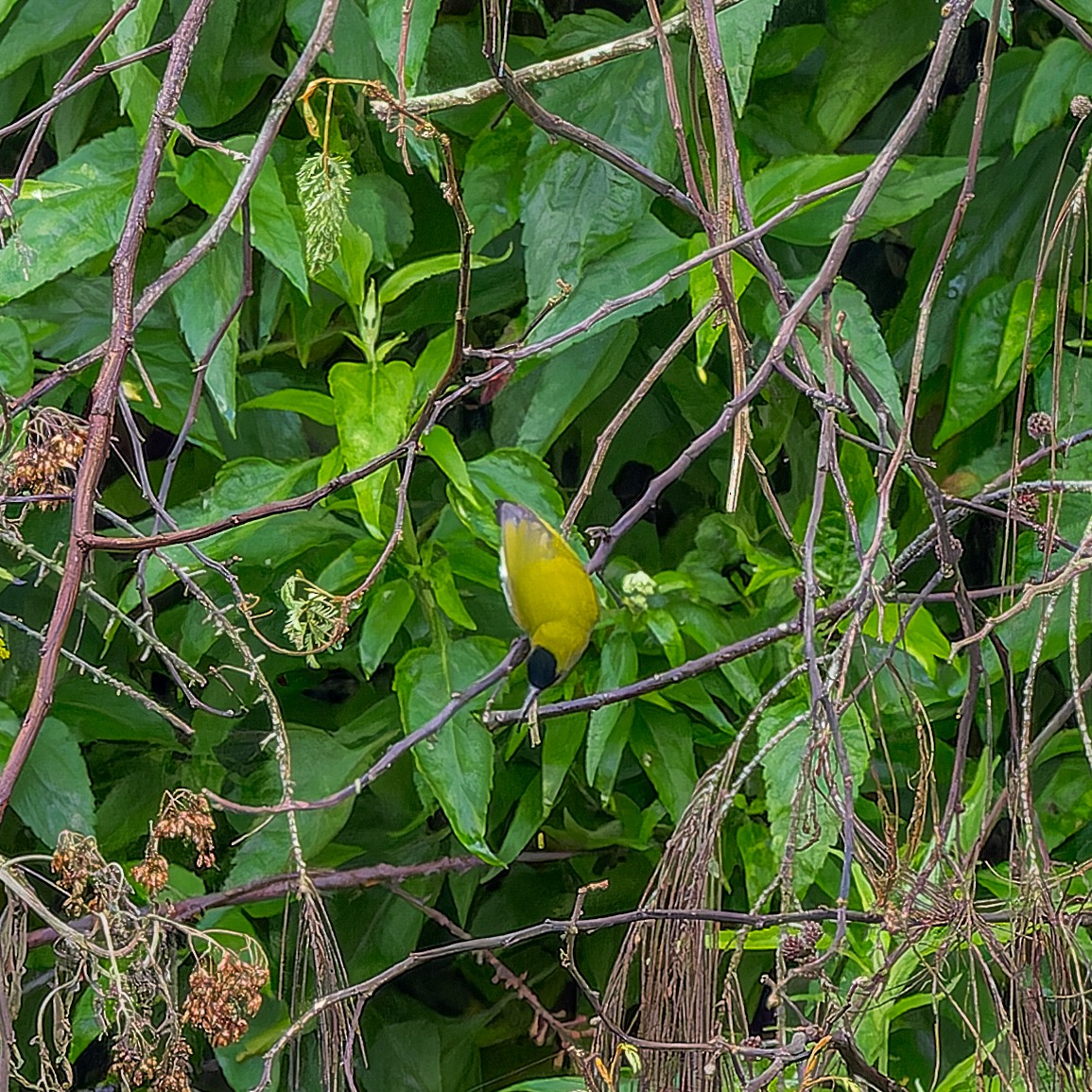 White-flanked Sunbird - ML621370408