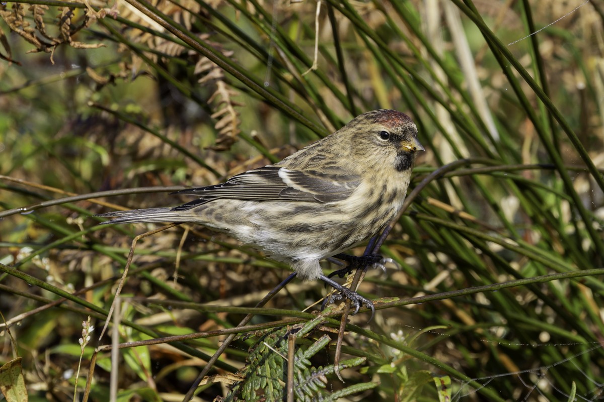 Redpoll (rostrata/islandica) - Raphael Lebrun
