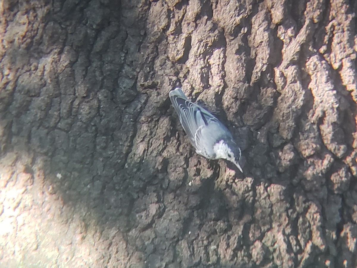 White-breasted Nuthatch - ML621370597