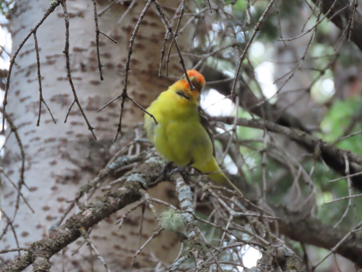 Western Tanager - ML621370679