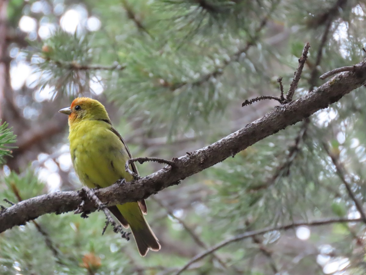 Western Tanager - ML621370680