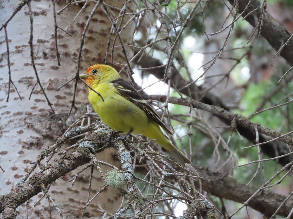 Western Tanager - ML621370681