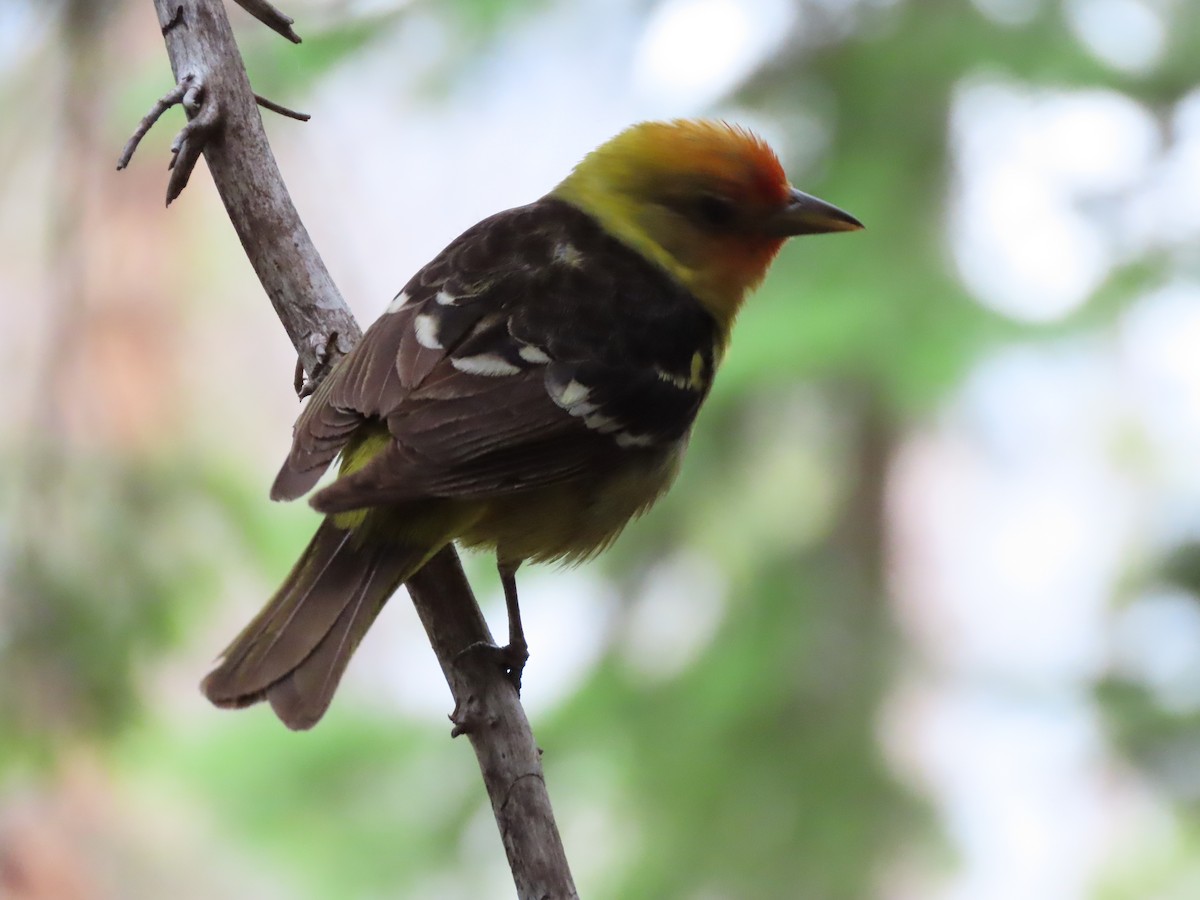 Western Tanager - ML621370682