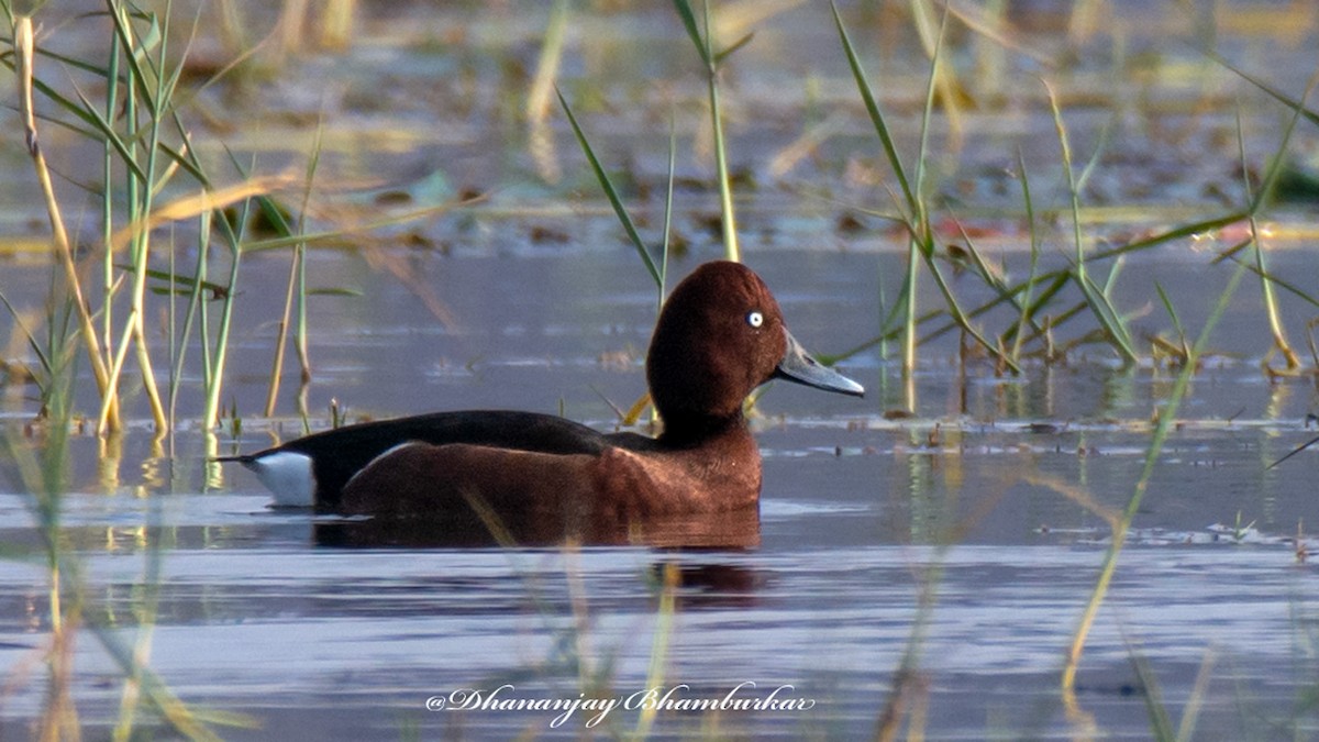 polák malý - ML621370722