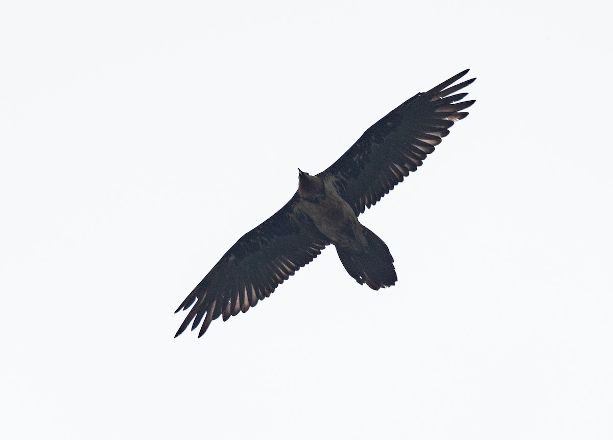 Bearded Vulture - ML621370784
