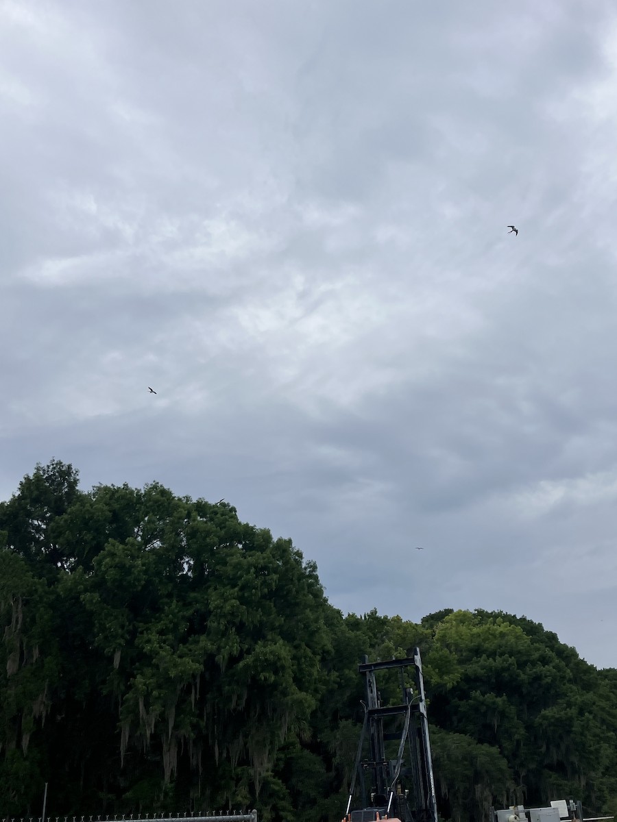 Swallow-tailed Kite - ML621370792