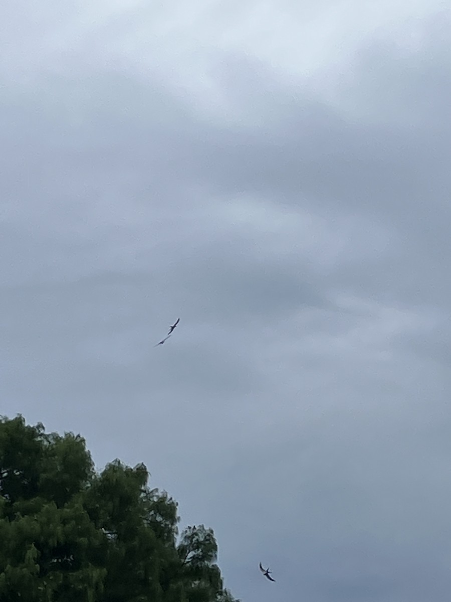 Swallow-tailed Kite - ML621370793