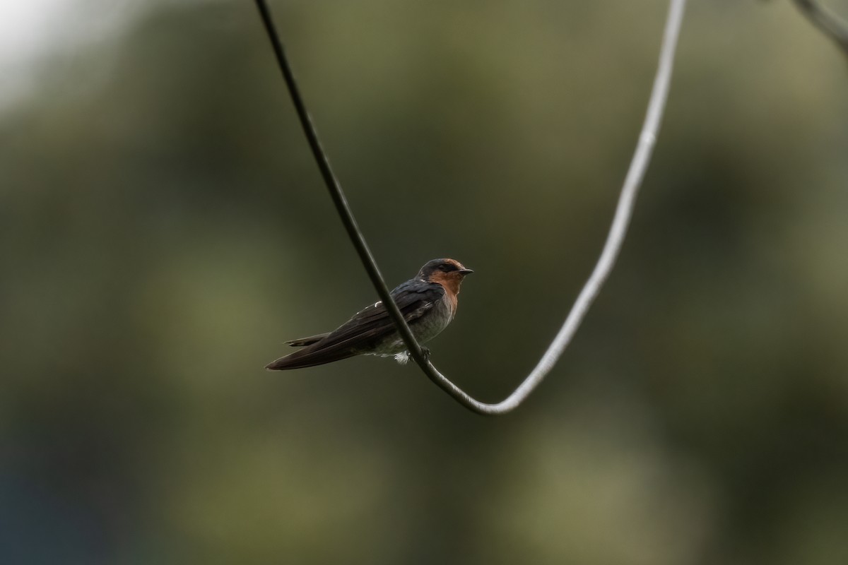 Hill Swallow - ML621370841