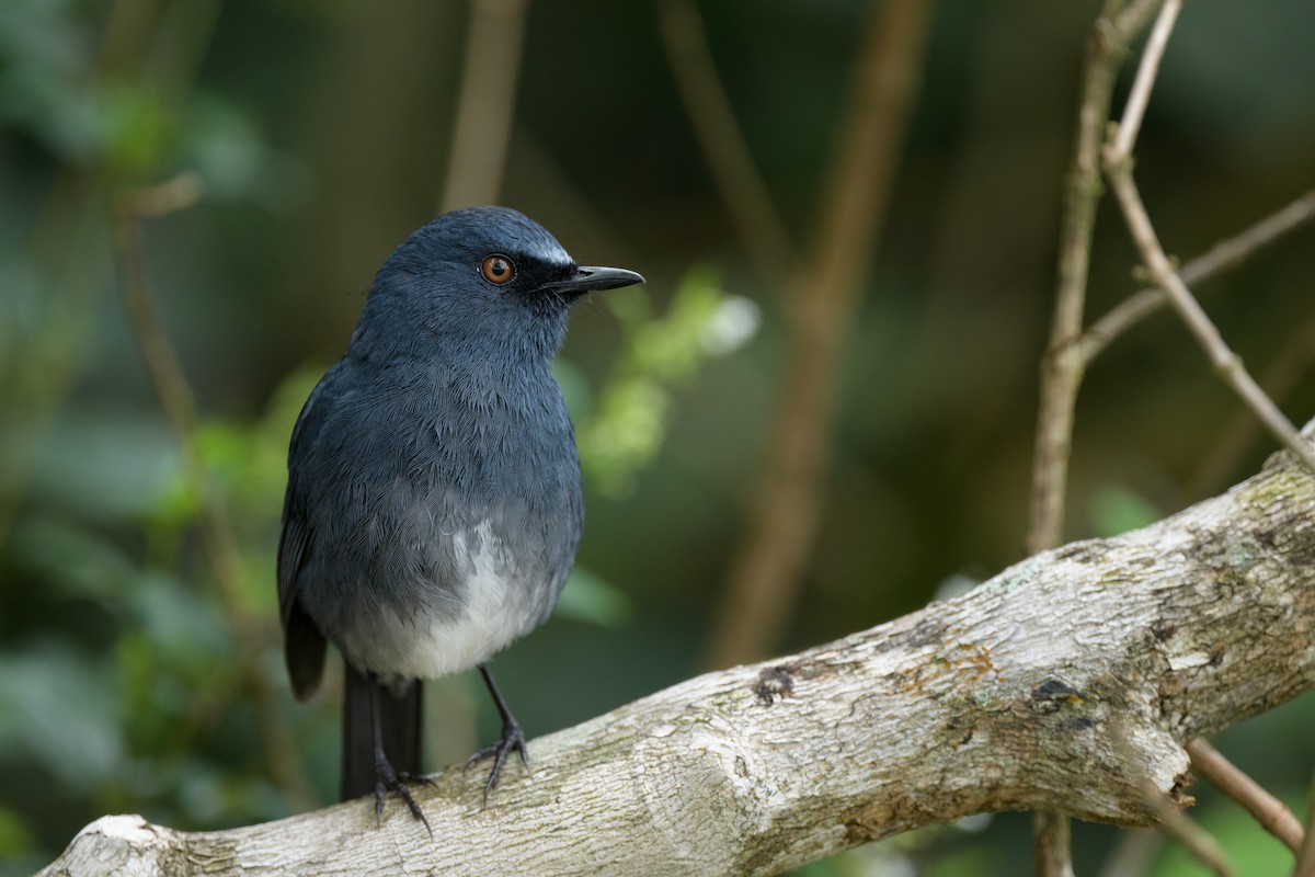 White-bellied Sholakili - Adit  Jeyan