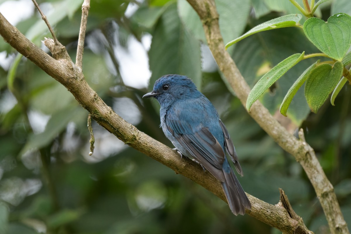 Nilgiri Flycatcher - ML621370859