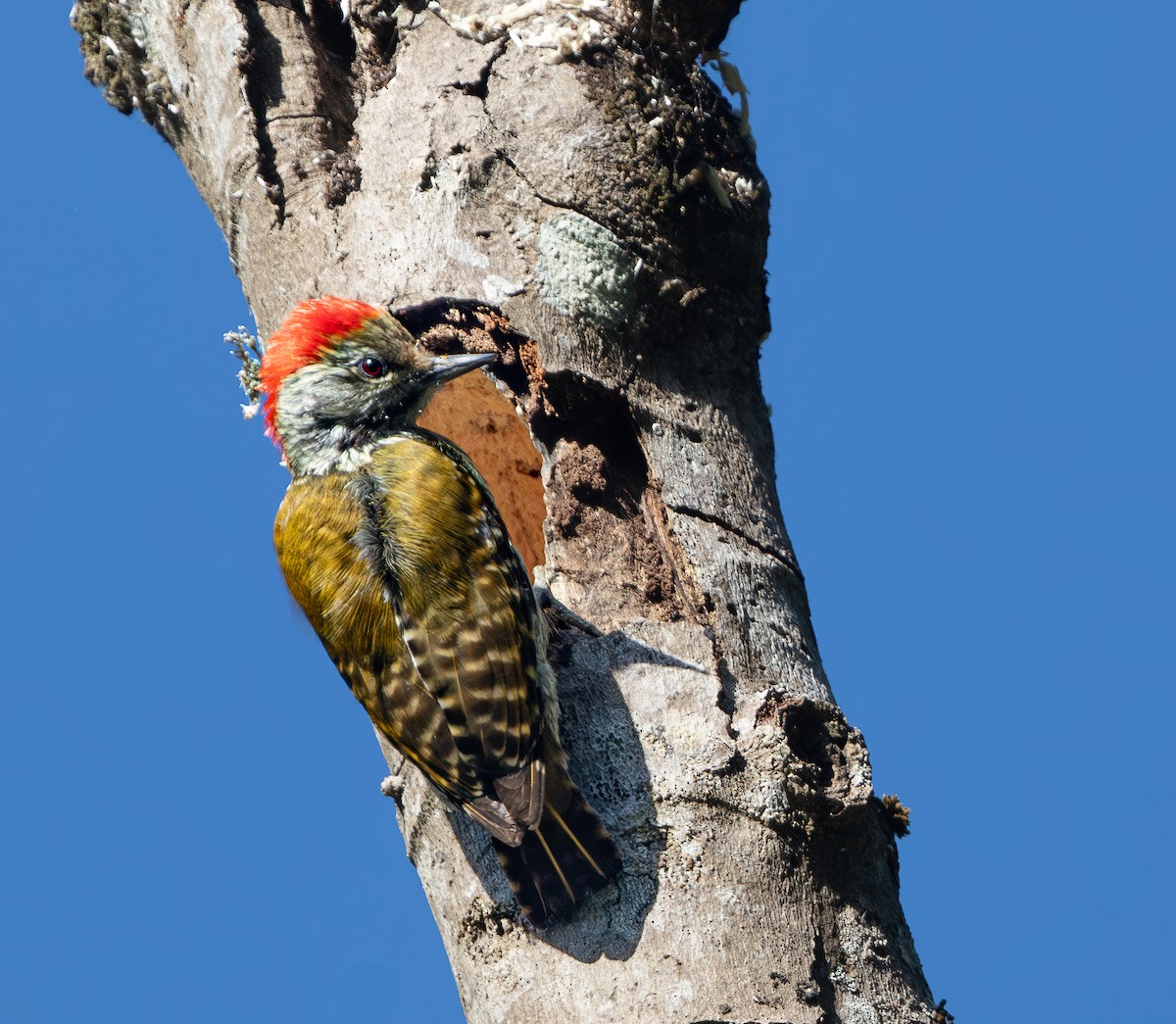 Cardinal Woodpecker - ML621370861