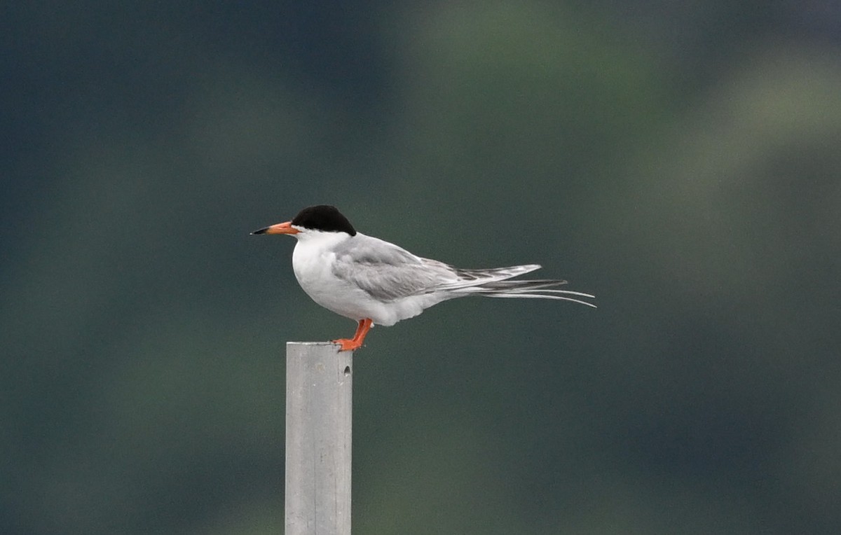 Forster's Tern - James Markham