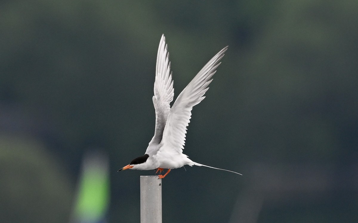 Forster's Tern - ML621370879