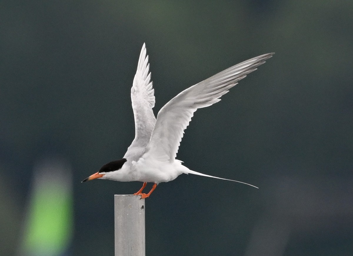 Forster's Tern - ML621370880