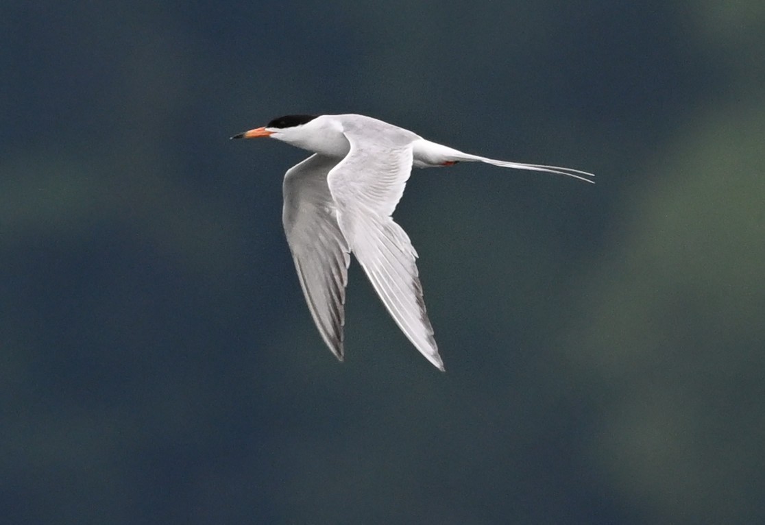 Forster's Tern - James Markham