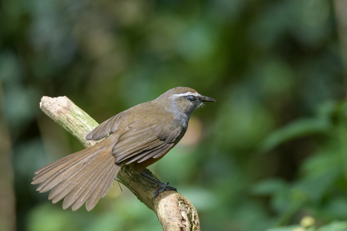 Palani Laughingthrush - ML621370899