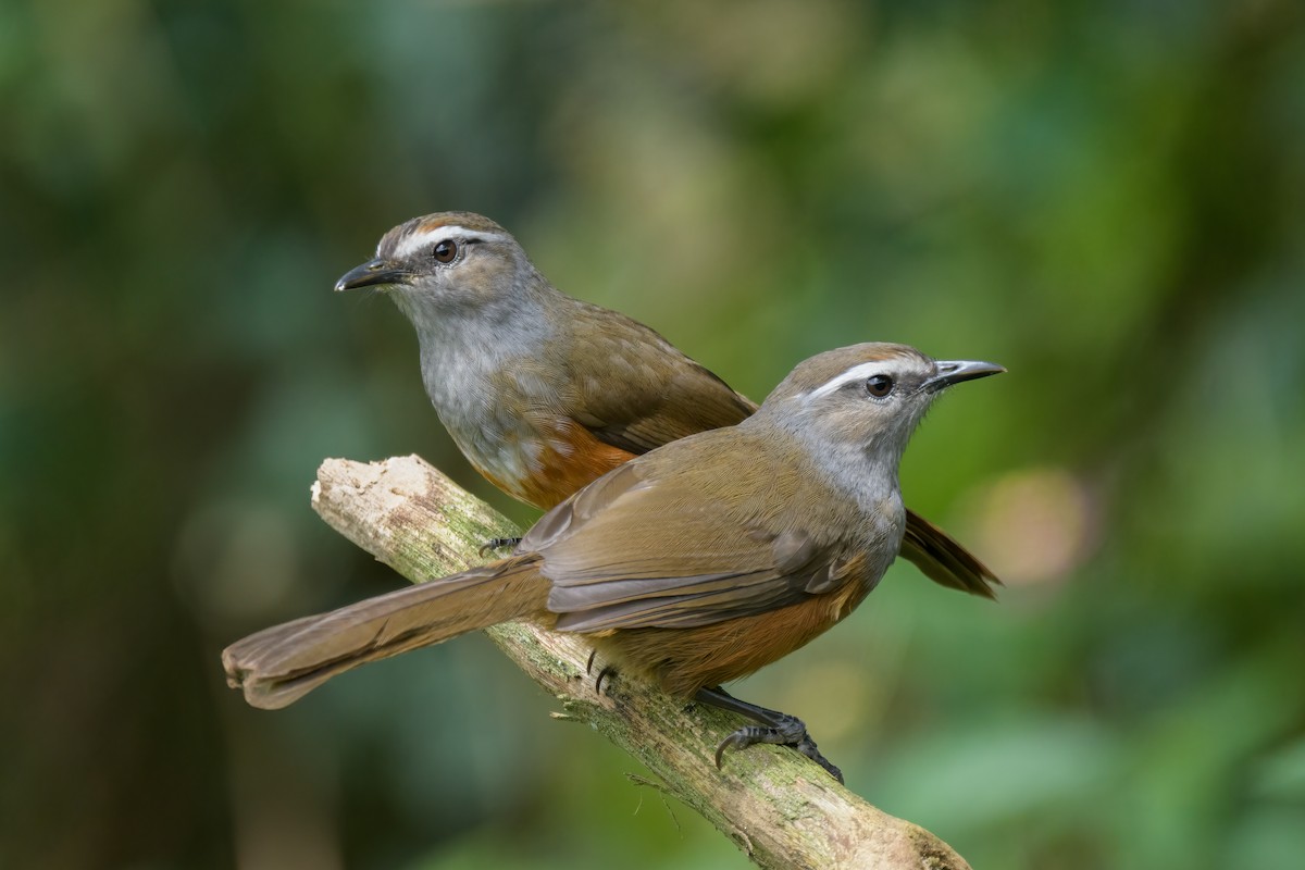 Palani Laughingthrush - ML621370900