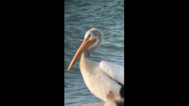 American White Pelican - ML621370998