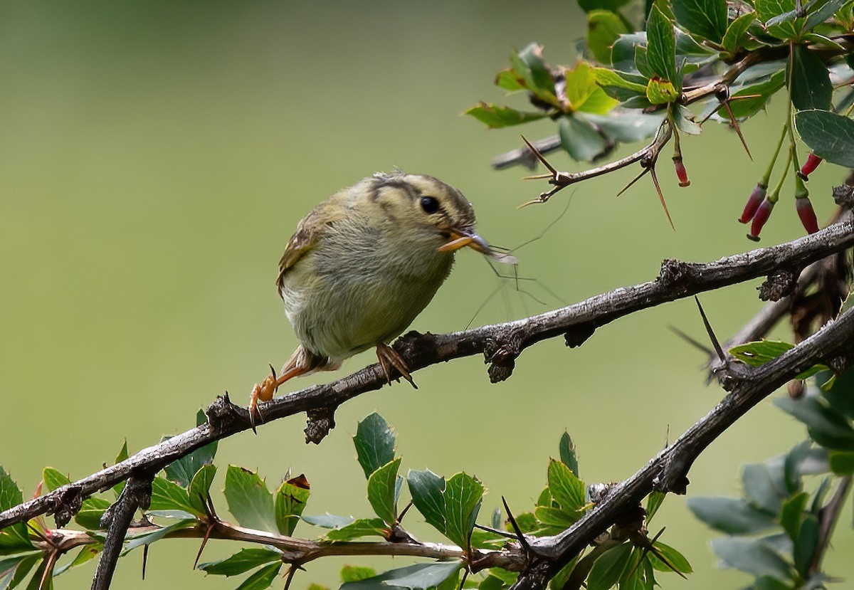 Lemon-rumped Warbler - ML621371028